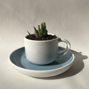 Cactspresso (blue)