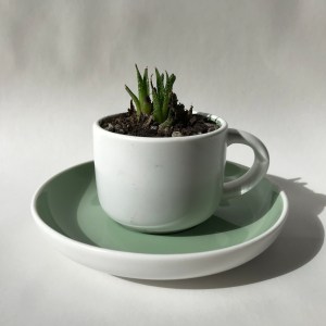 Cactspresso (green)